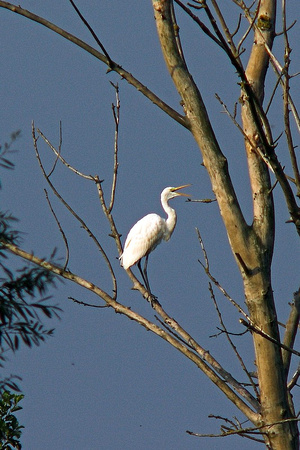Czapla biała (Egretta alba)
