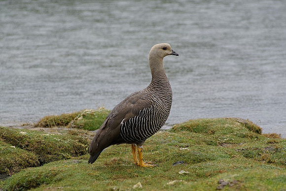 greater upland goose