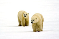 Classic Polar Bear Photo Adventure