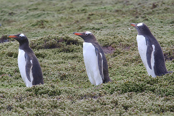 Gentoo penguin on Carcass Island