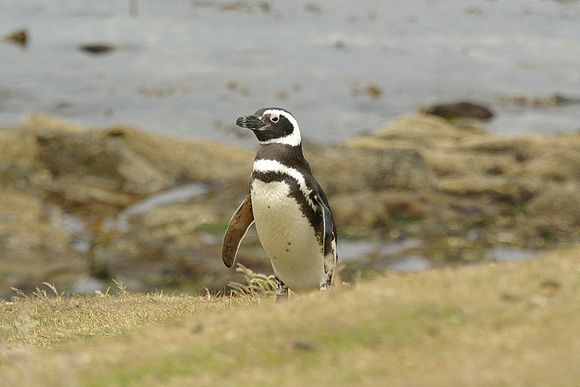 Magellanic penguin on Carcass Island