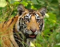 Varanasi and tigers, Nov 2023