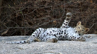 Godwad Leopard Safari Camp