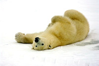 Polar Bears Expedition, Canada Nov 2009