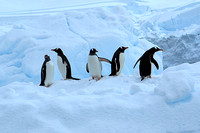 Falkland Islands, South Georgia and Antarctic, Jan/Feb 2008