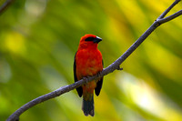 Mauritius birds